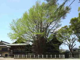 Senbon Icho Tree in Spring