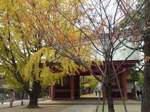 Katsushika Hachimangu Shrine in fall