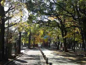 葛飾八幡宮参道の秋の風景