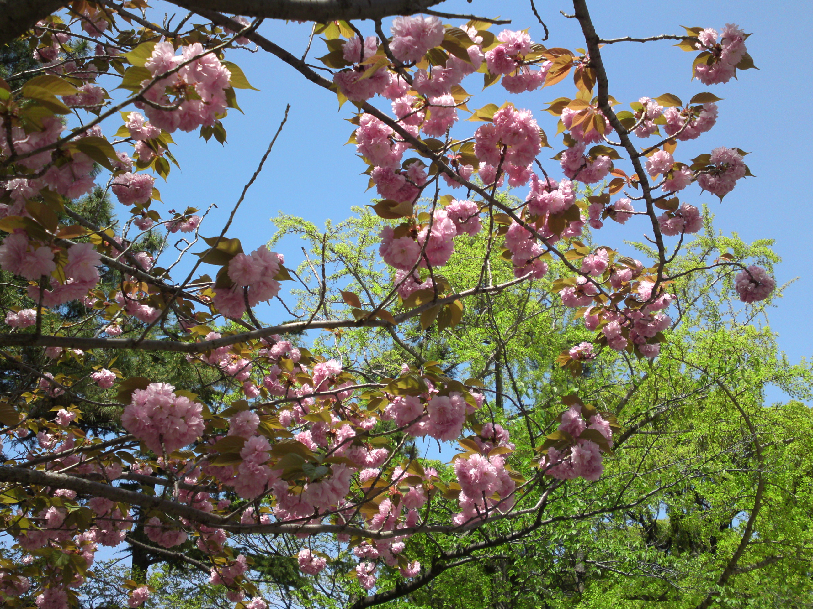 2016年葛飾八幡宮に咲く牡丹桜の花２