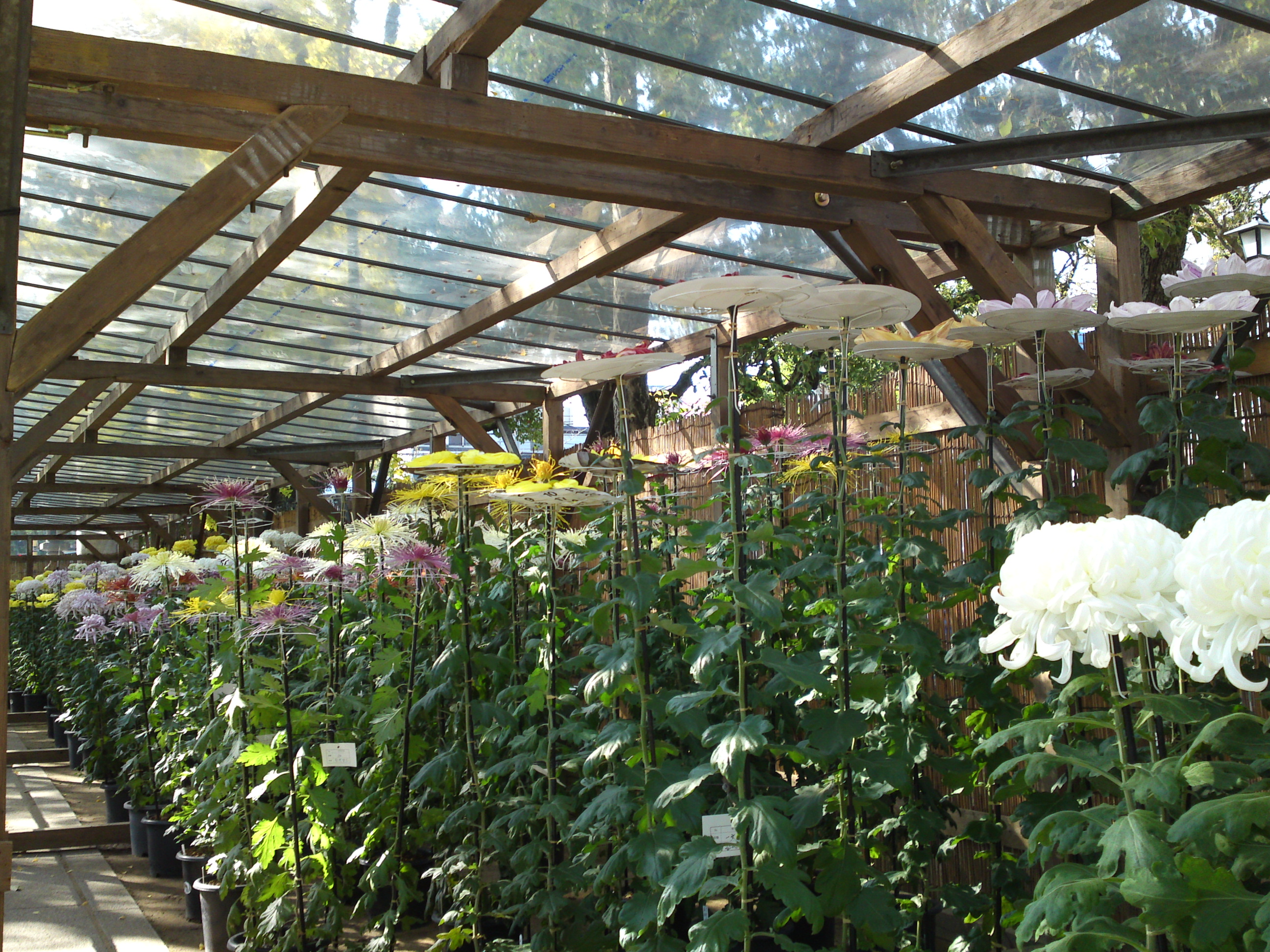 2016年市川市菊花展の菊の花々１