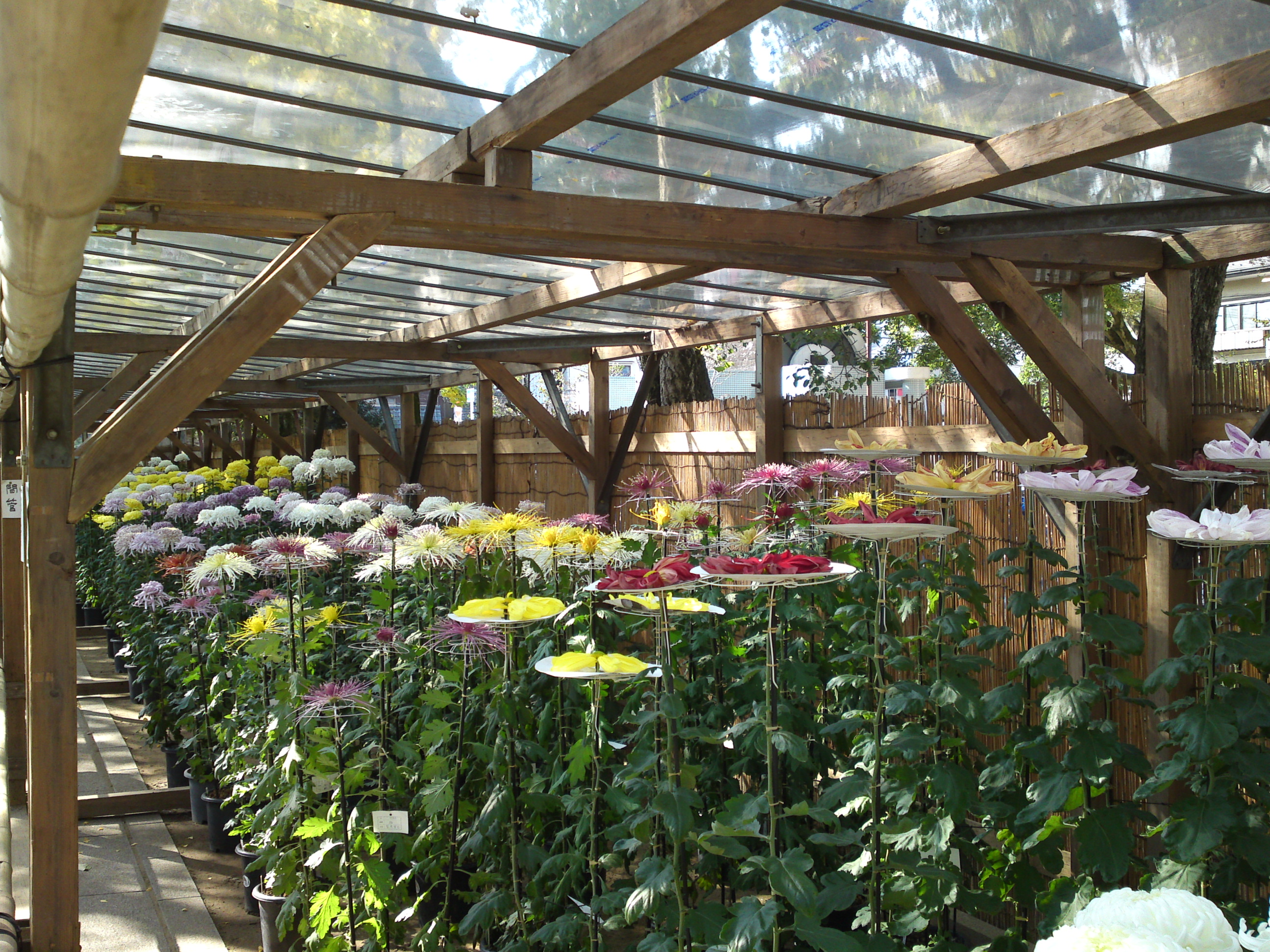 2016年市川市菊花展の菊の花々２