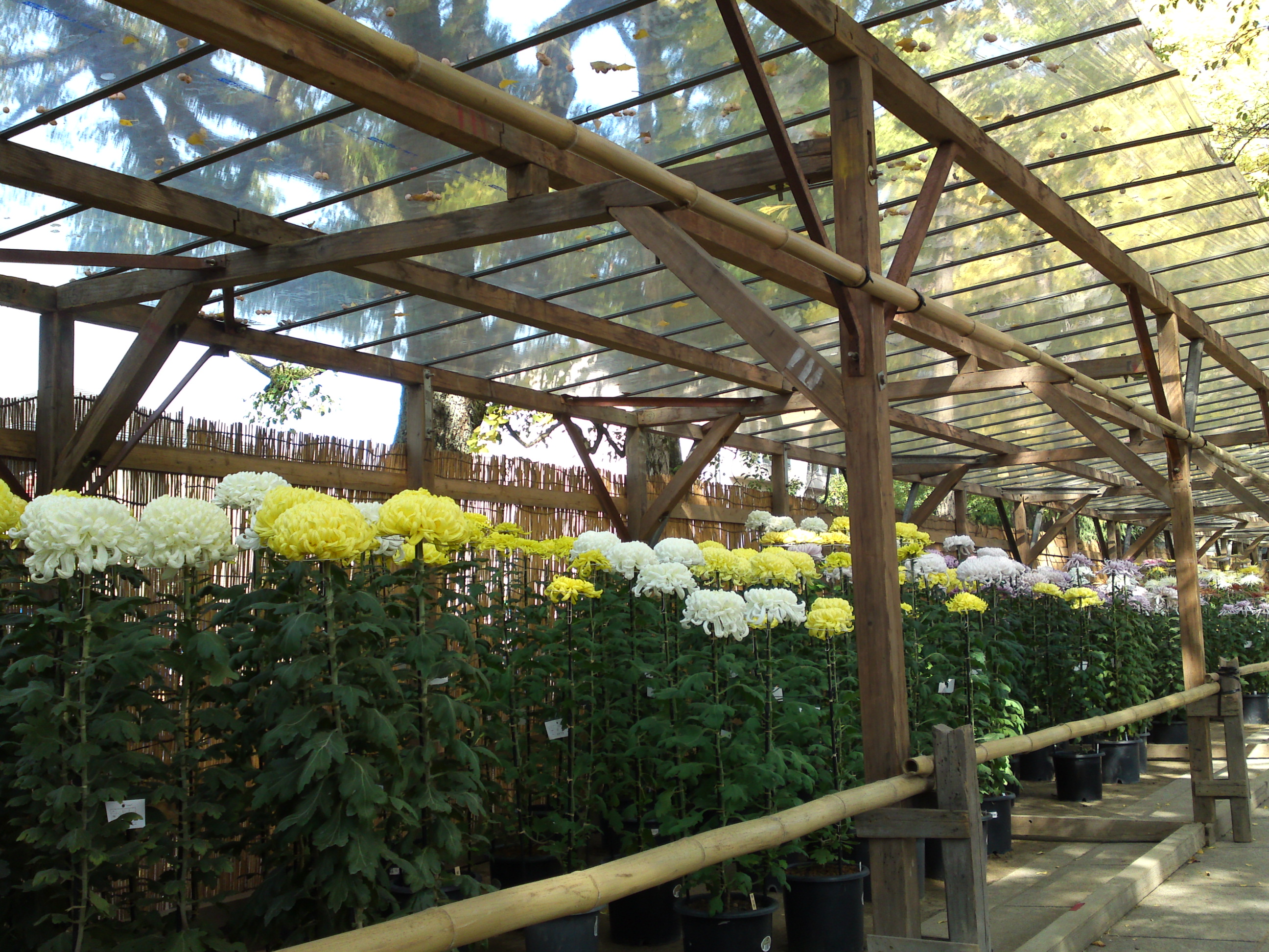 2016年市川市菊花展の菊の花々３