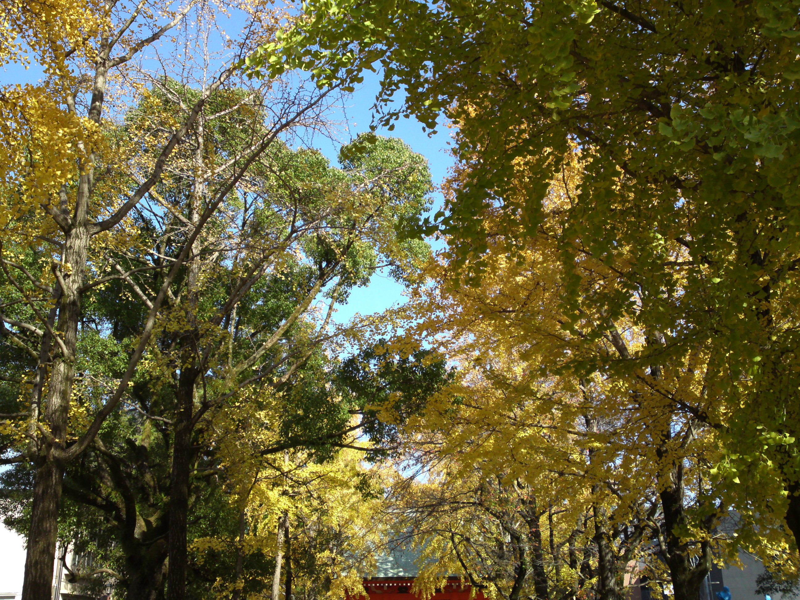 2016年葛飾八幡宮黄金色の公孫樹並木１