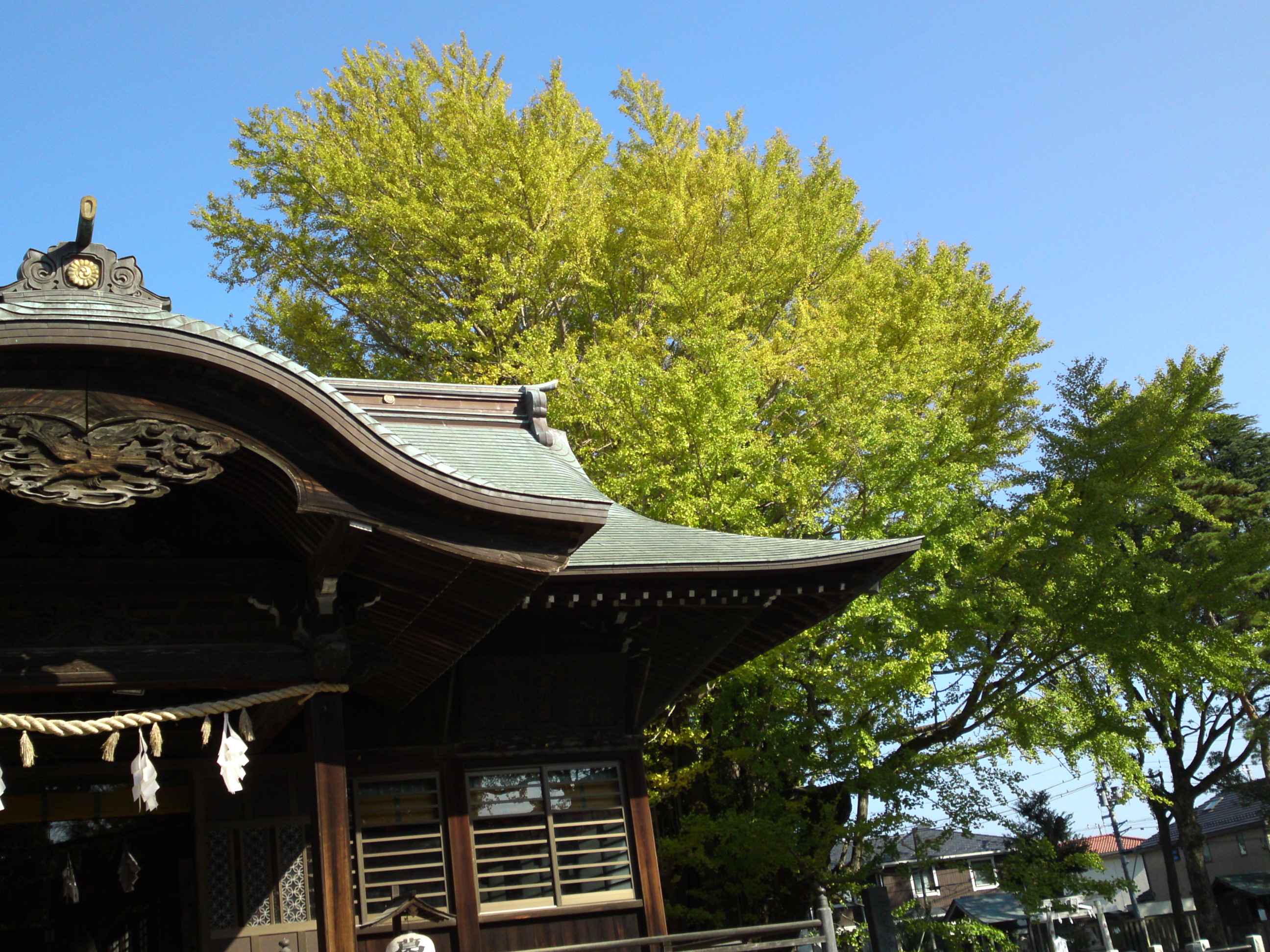 2016年秋葛飾八幡宮千本公孫樹１