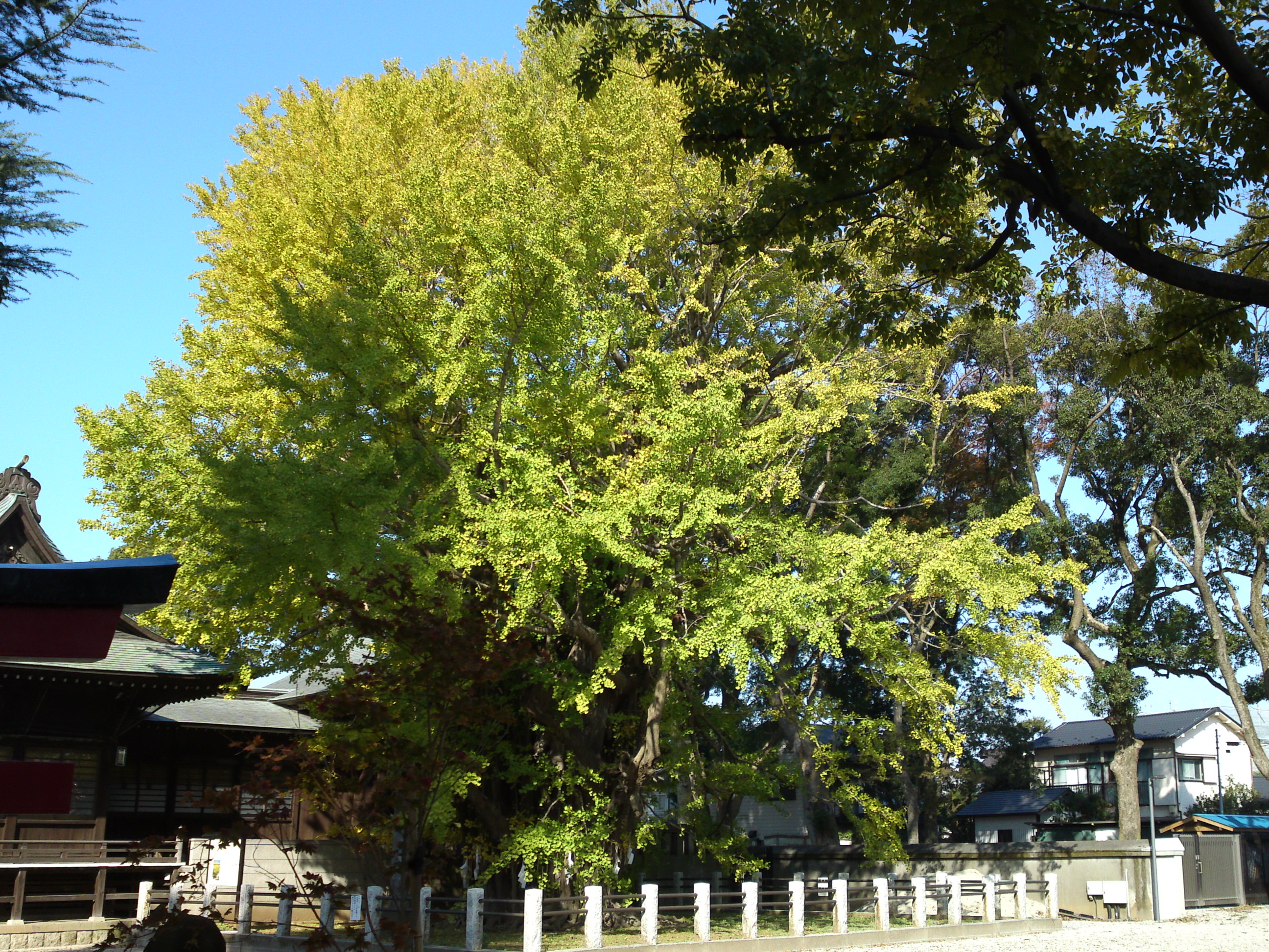 2016年秋葛飾八幡宮千本公孫樹３