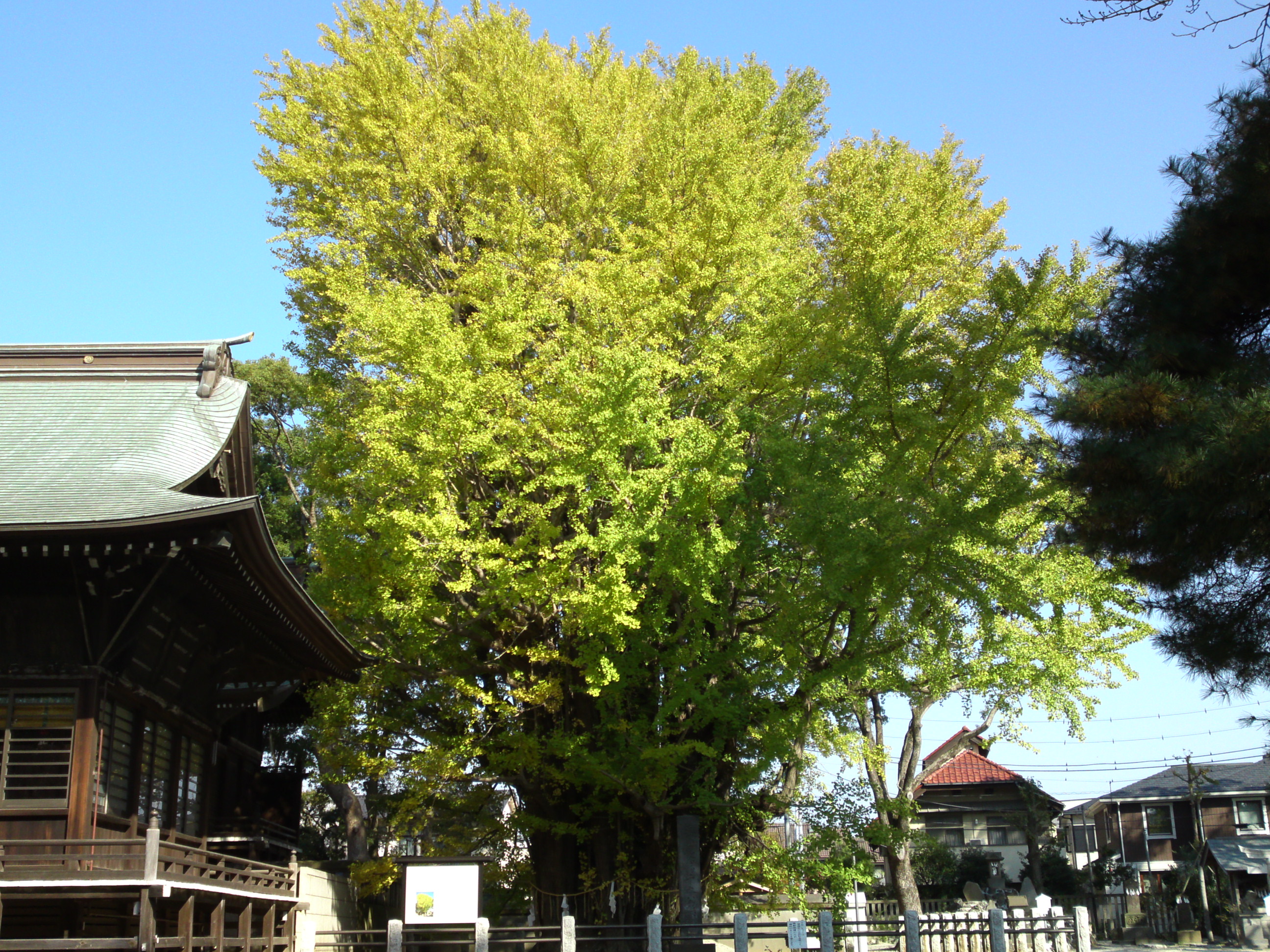 2016年秋葛飾八幡宮千本公孫樹４