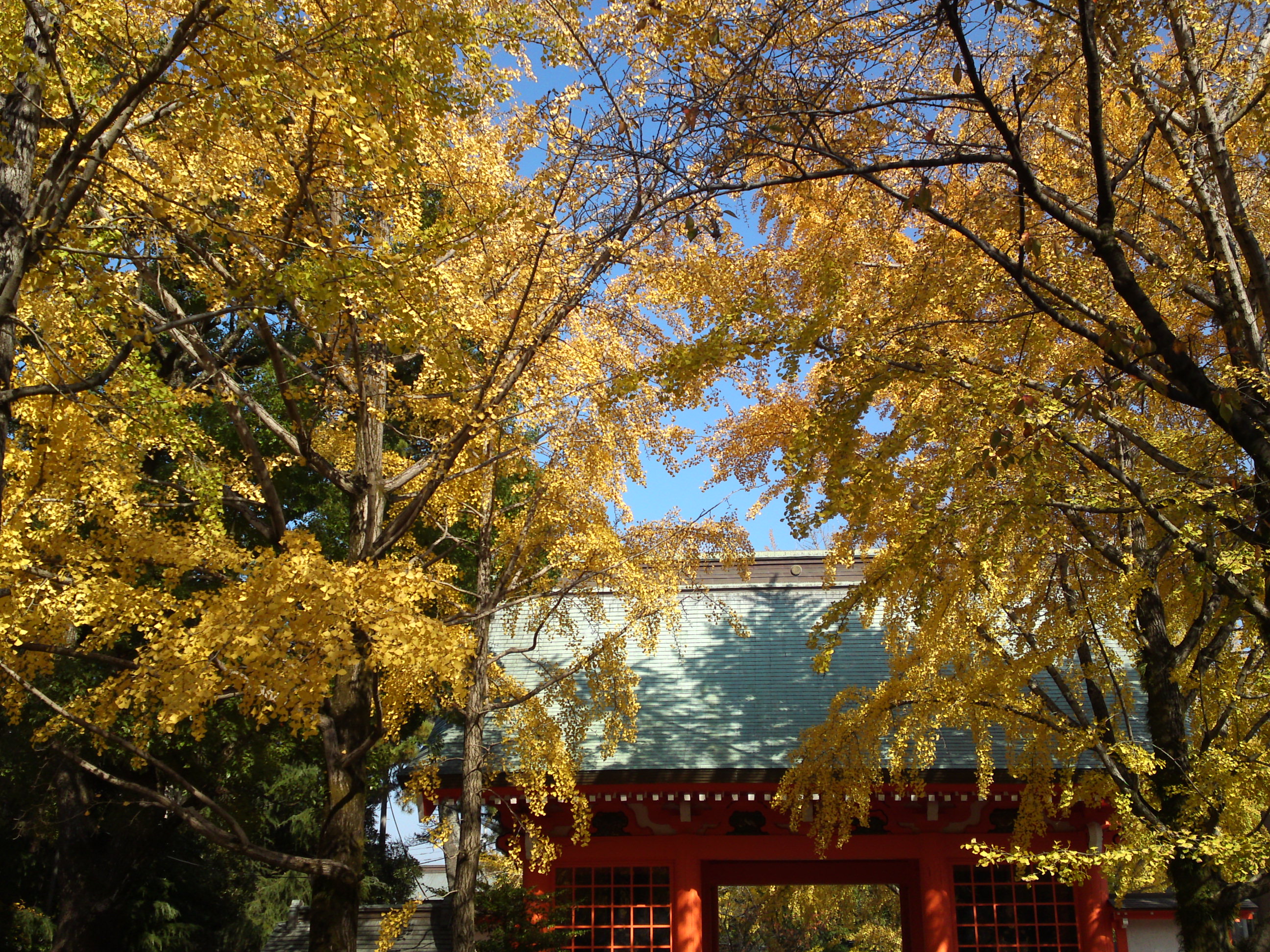2016年葛飾八幡宮黄金色の公孫樹並木２
