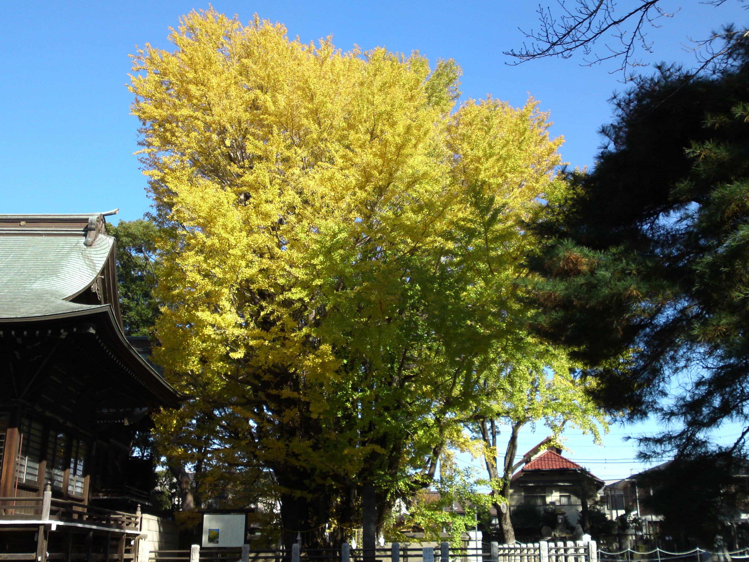 2016年秋葛飾八幡宮千本公孫樹６