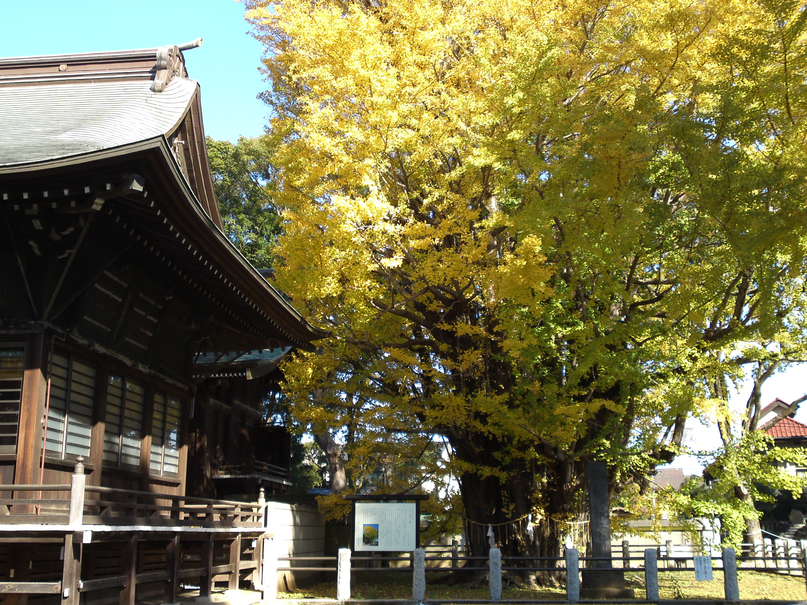 2016年秋葛飾八幡宮千本公孫樹７