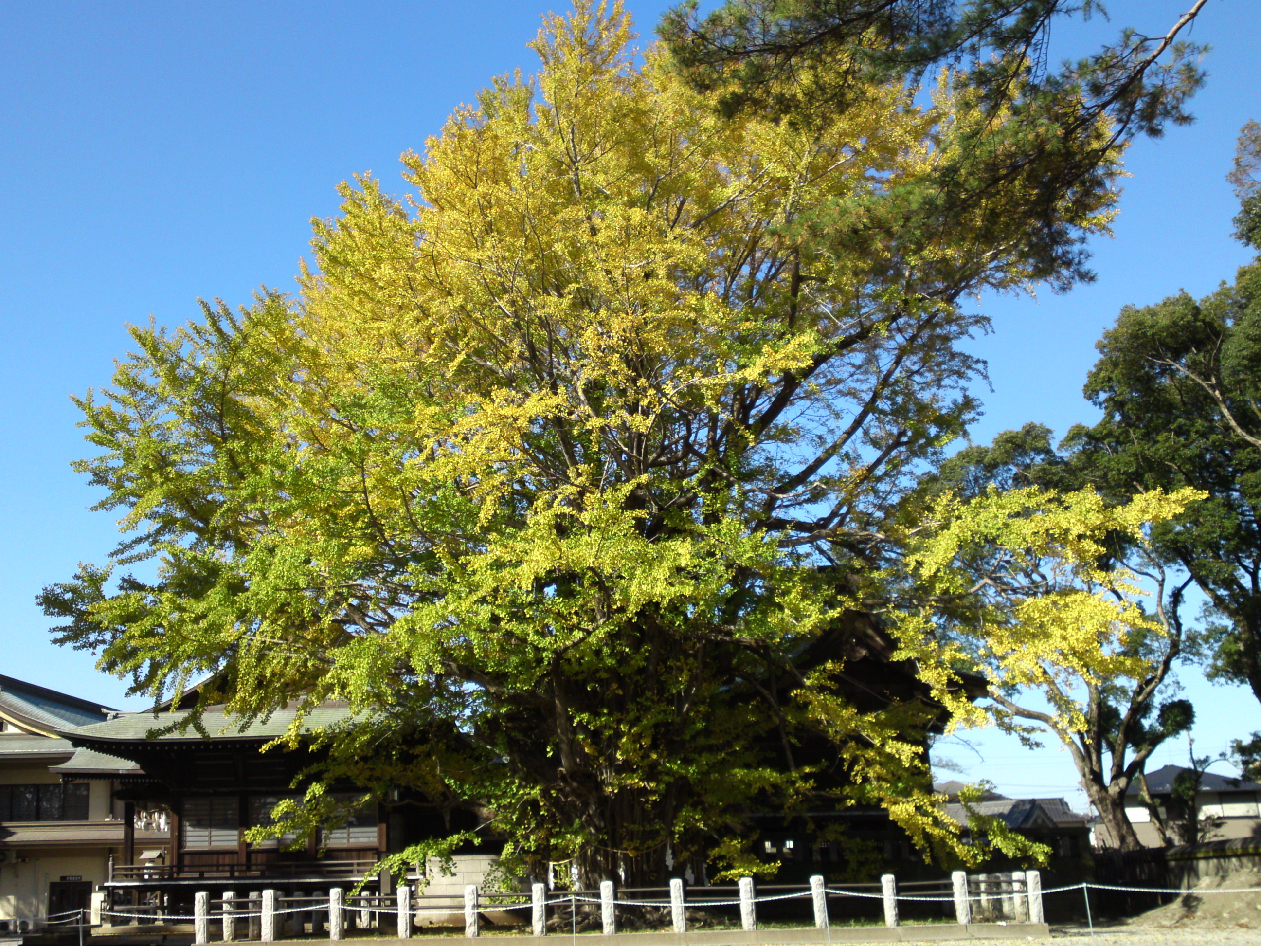 2016年秋葛飾八幡宮千本公孫樹８