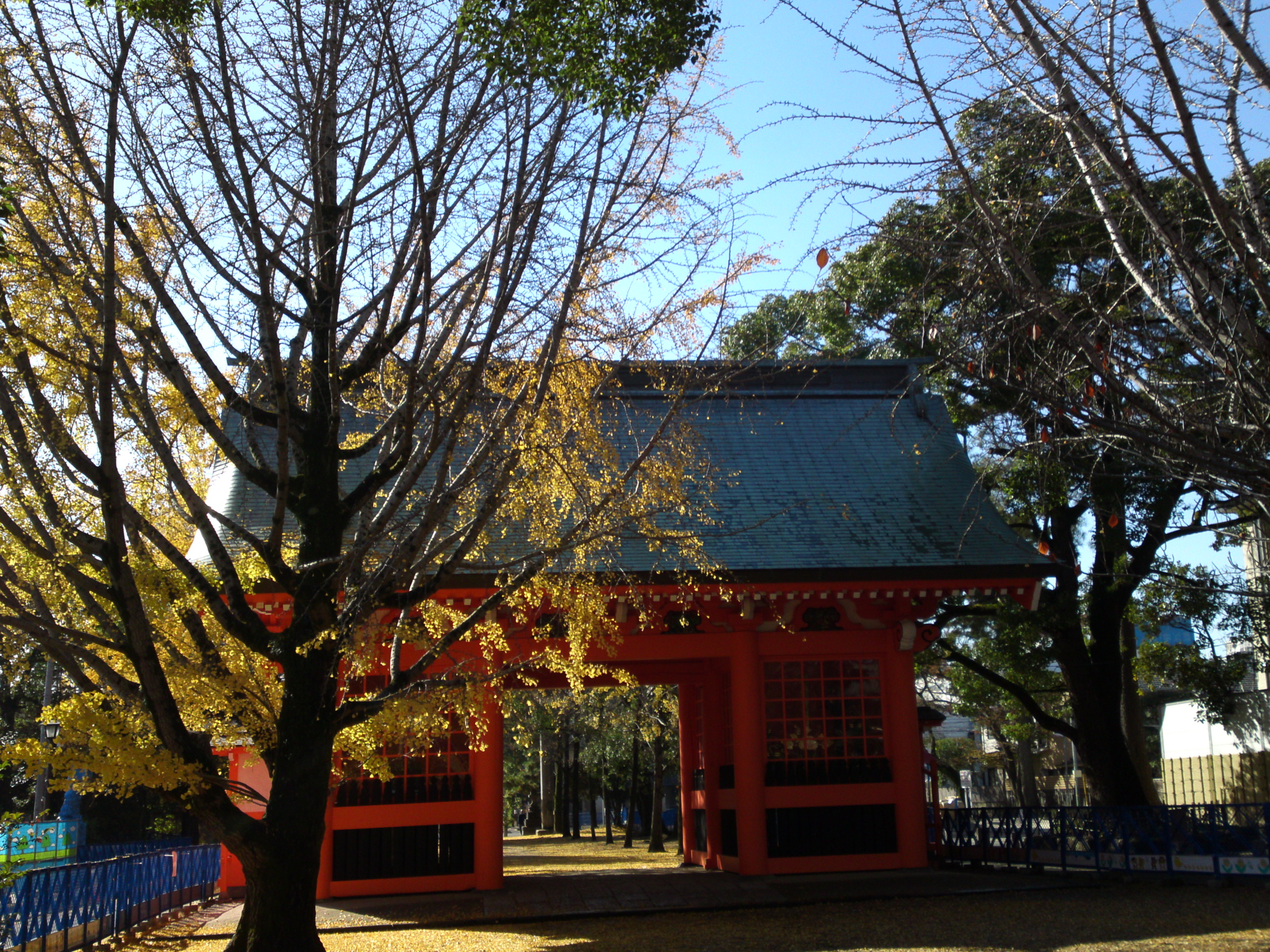 2016年黄金色の公孫樹と葛飾八幡宮随神門１
