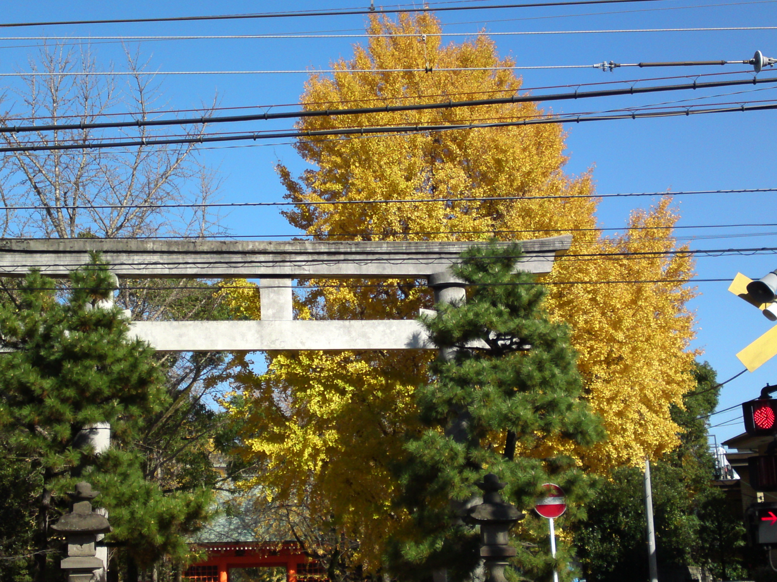 2016年秋葛飾八幡宮の鳥居と公孫樹１