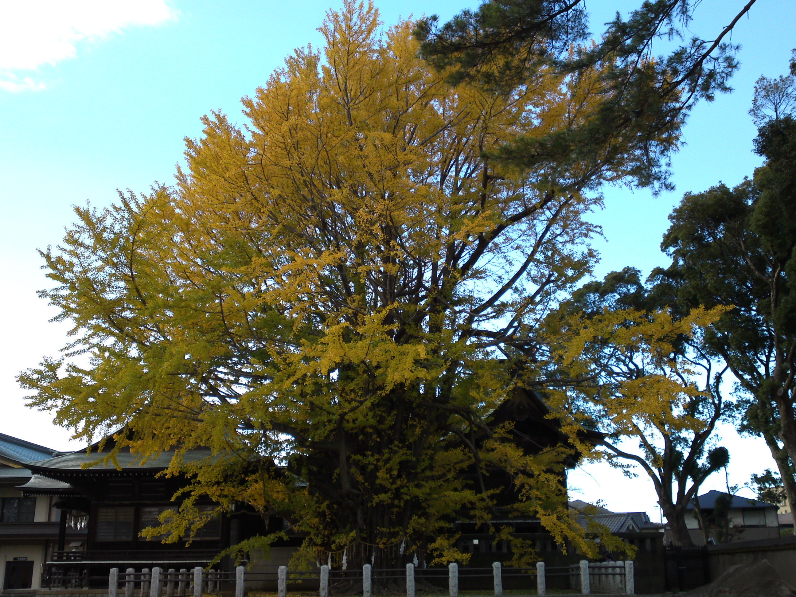 2016年秋葛飾八幡宮千本公孫樹１０