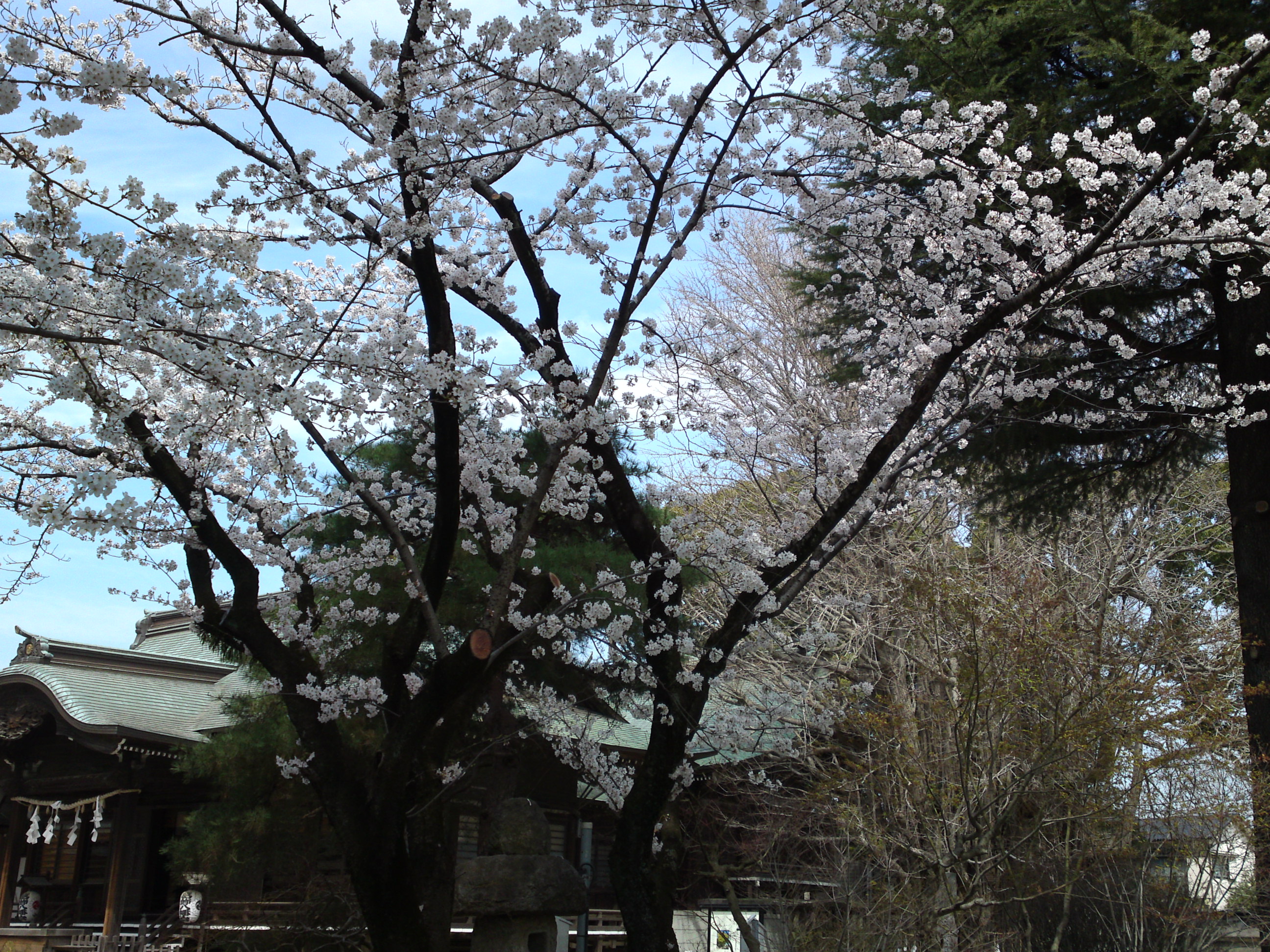 2018年葛飾八幡宮に咲く桜の花々１