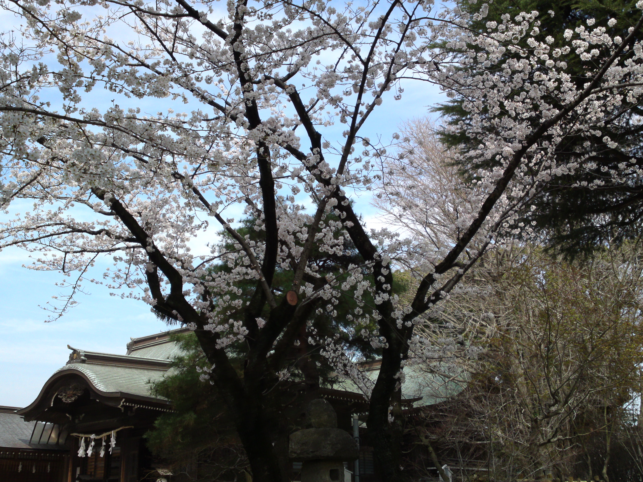 2018年葛飾八幡宮に咲く桜の花々２