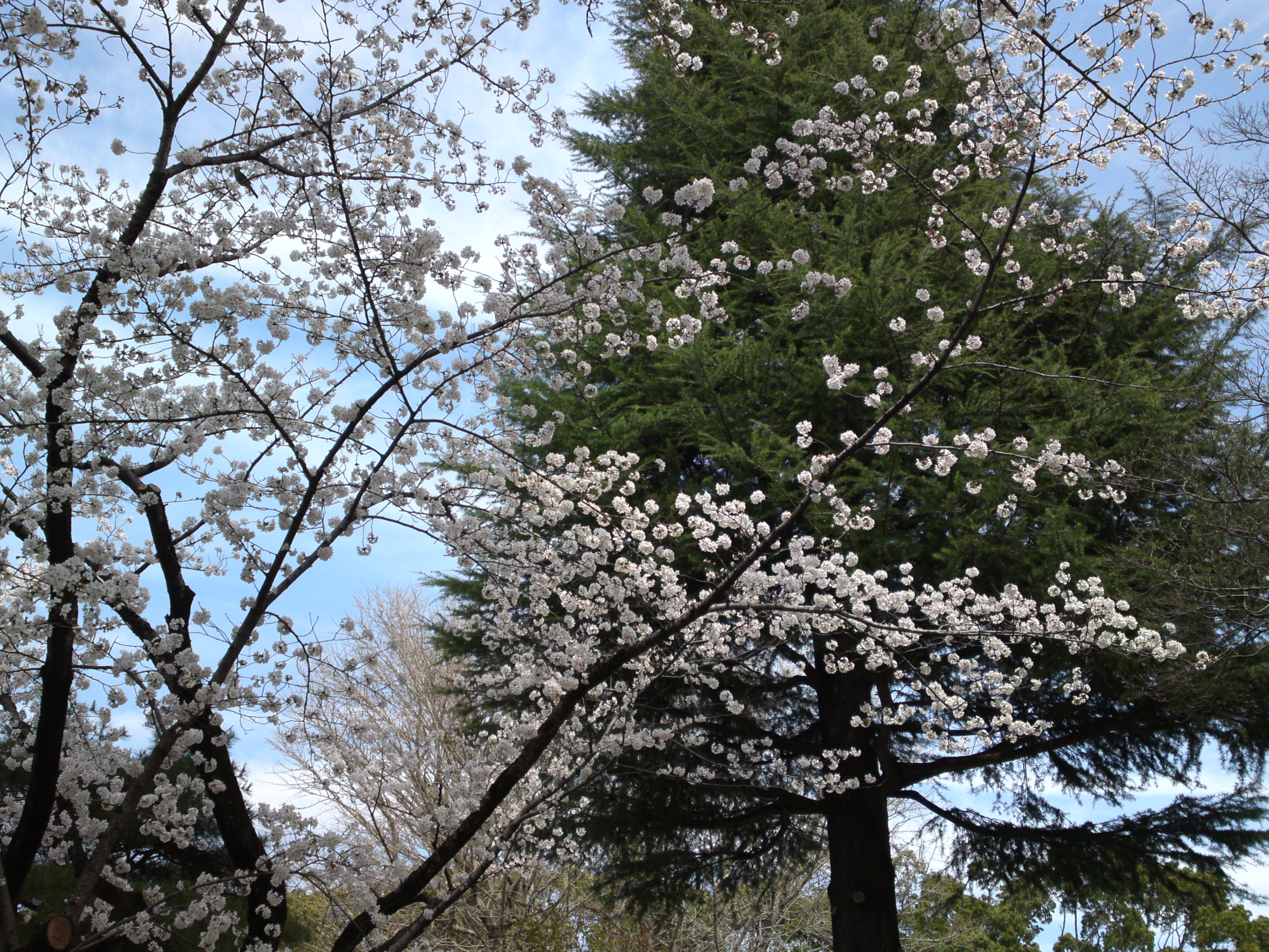 2018年葛飾八幡宮に咲く桜の花々３