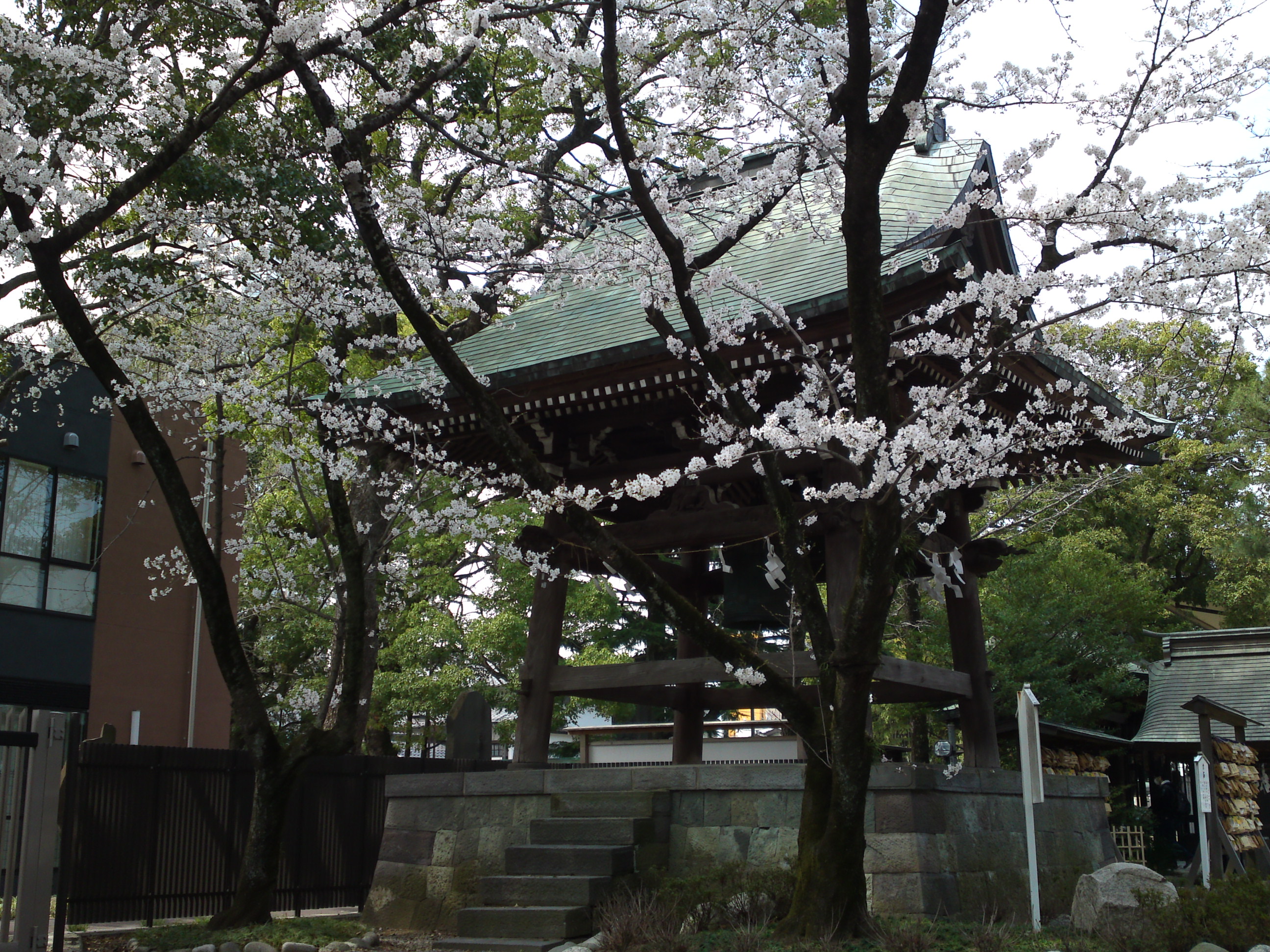 2018年葛飾八幡宮に咲く桜の花々８