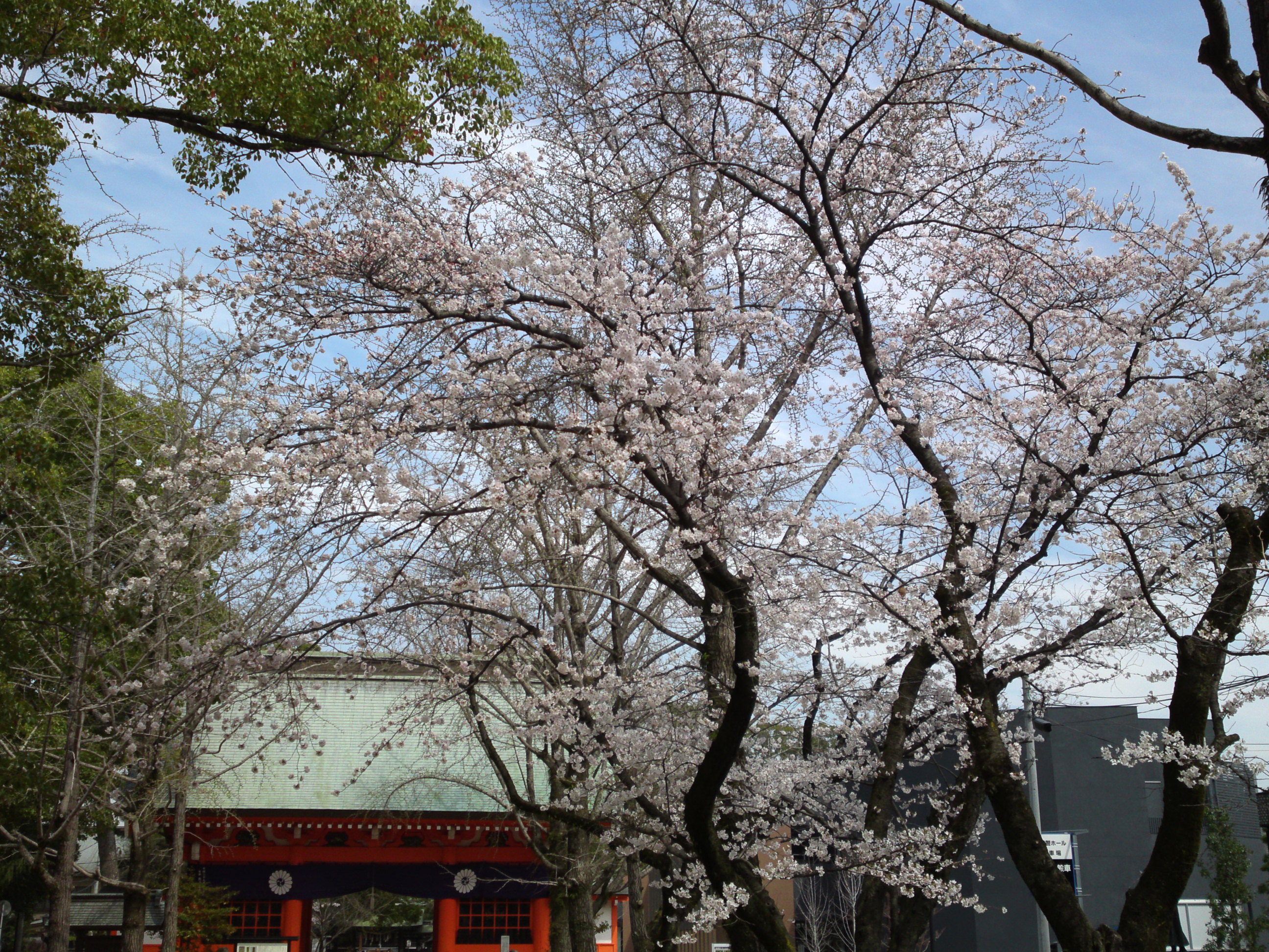 2018年葛飾八幡宮に咲く桜の花々９