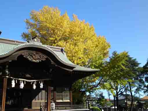 the colored leaves of Senbon Icho Tree