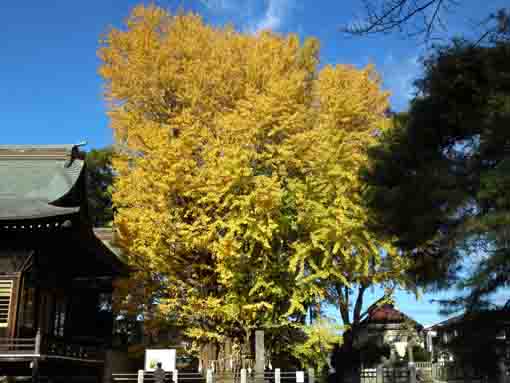 Senbon Icho in fall