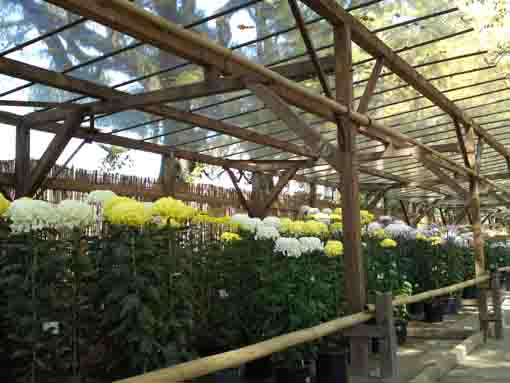 kiku flowers in Katsushika Hachimangu