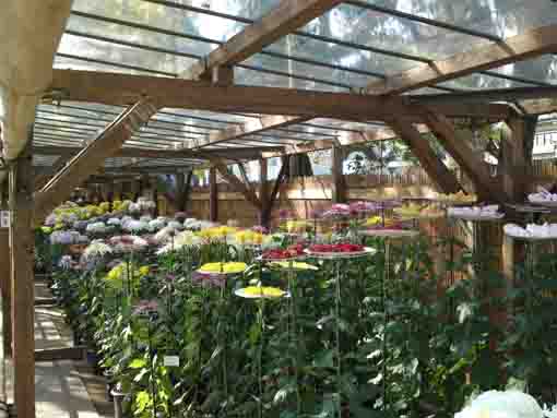 tall chrysanthemums standing