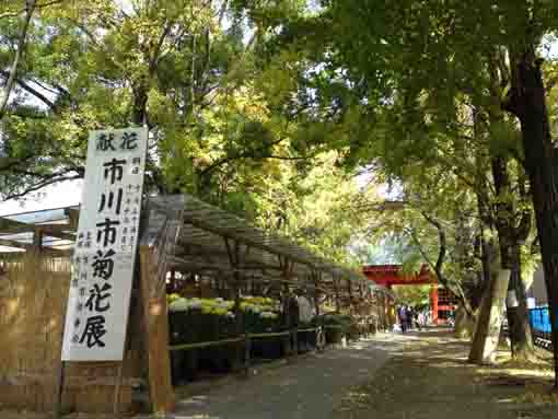 the exhibition of chrysanthemums