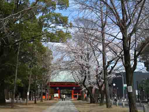cherry blossoms in Katsushika Hachimangu