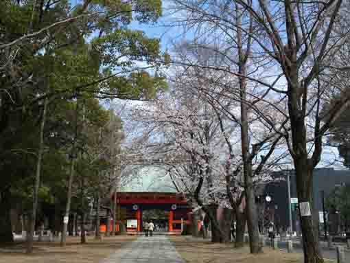 Spring in the approach in Hachimansama