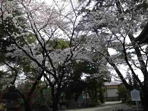 千本公孫樹前の桜