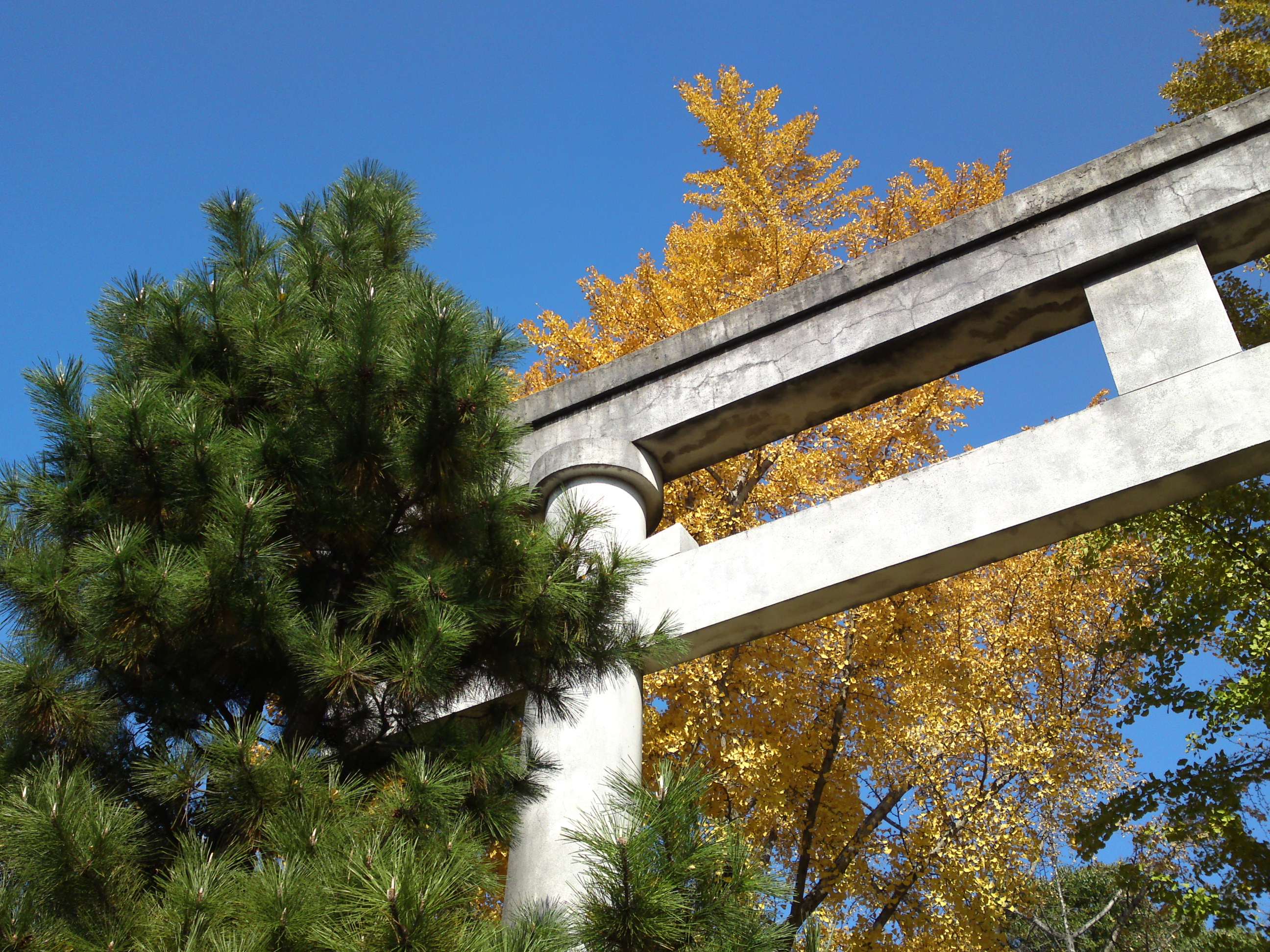 2016年秋葛飾八幡宮の鳥居と公孫樹２