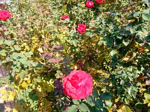 鹿骨花公園に咲く秋バラ2