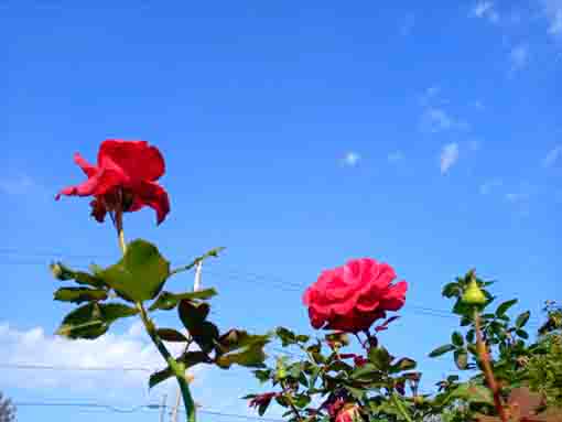 鹿骨花公園に咲く秋バラ1