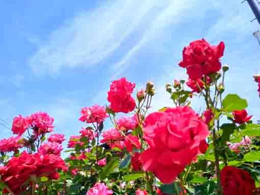 鹿骨花公園アーチ上の赤いバラ
