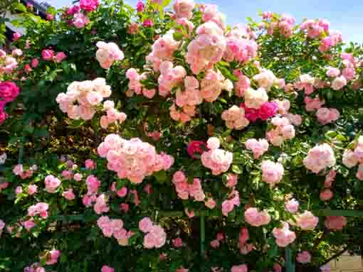 鹿骨花公園のピンクのバラの花