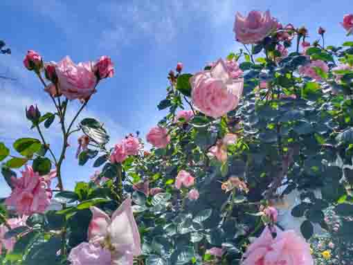 鹿骨花公園門上のピンクのバラ