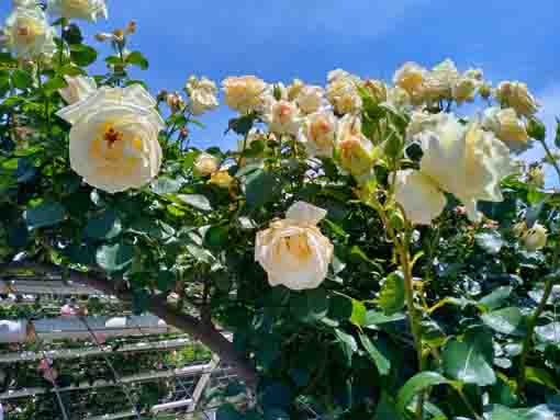 鹿骨花公園門上の白いバラ
