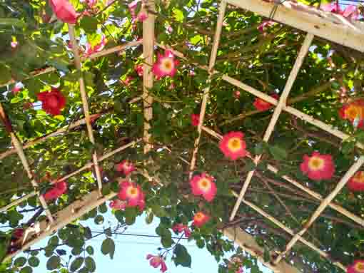 鹿骨花公園の門に咲く一重のバラの花