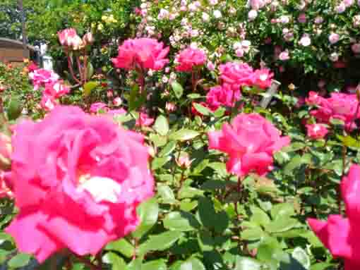 鹿骨花公園に咲く大輪のピンクのバラ