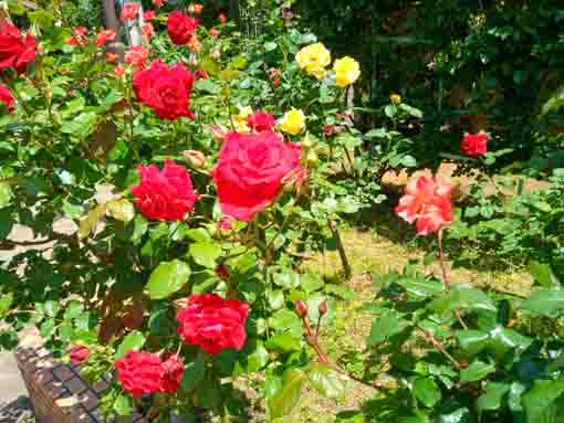 鹿骨花公園に咲く色々なバラの花