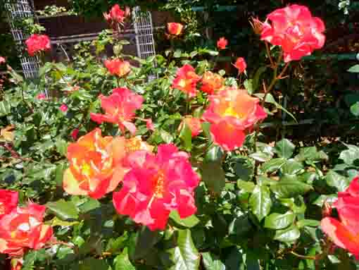 鹿骨花公園に咲くオレンジ色のバラの花