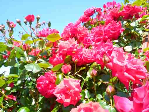 鹿骨花公園に咲くバラ2