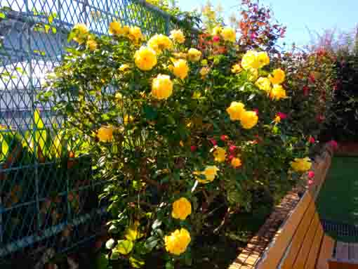 令和３年鹿骨花公園に咲く黄色いバラ１
