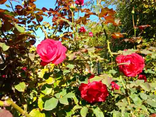 令和３年鹿骨花公園に咲く赤いバラ２