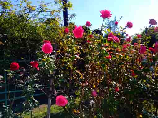 令和３年鹿骨花公園に咲く赤いバラ１