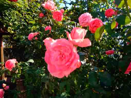 令和３年鹿骨花公園に咲くピンクのバラ２