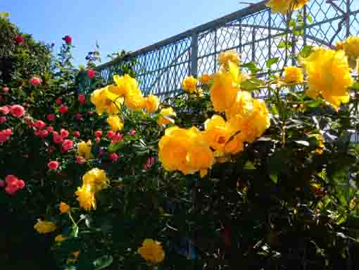令和３年鹿骨花公園に咲く黄色いバラ２