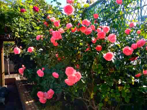 令和３年鹿骨花公園に咲くピンクのバラ１