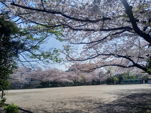 令和６年船堀スポーツ公園ソメイヨシノ花見